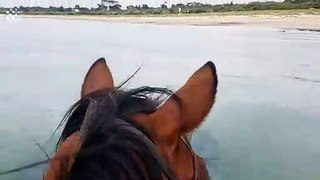 Dolphins and horse swim together