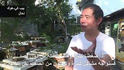 نحّال في هونغ كونغ يجمع العسل على الطريقة القديمة
