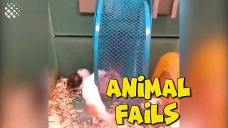Funny Animal Fails 2019