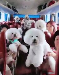 Lovely and cute white dogs - Funny dogs