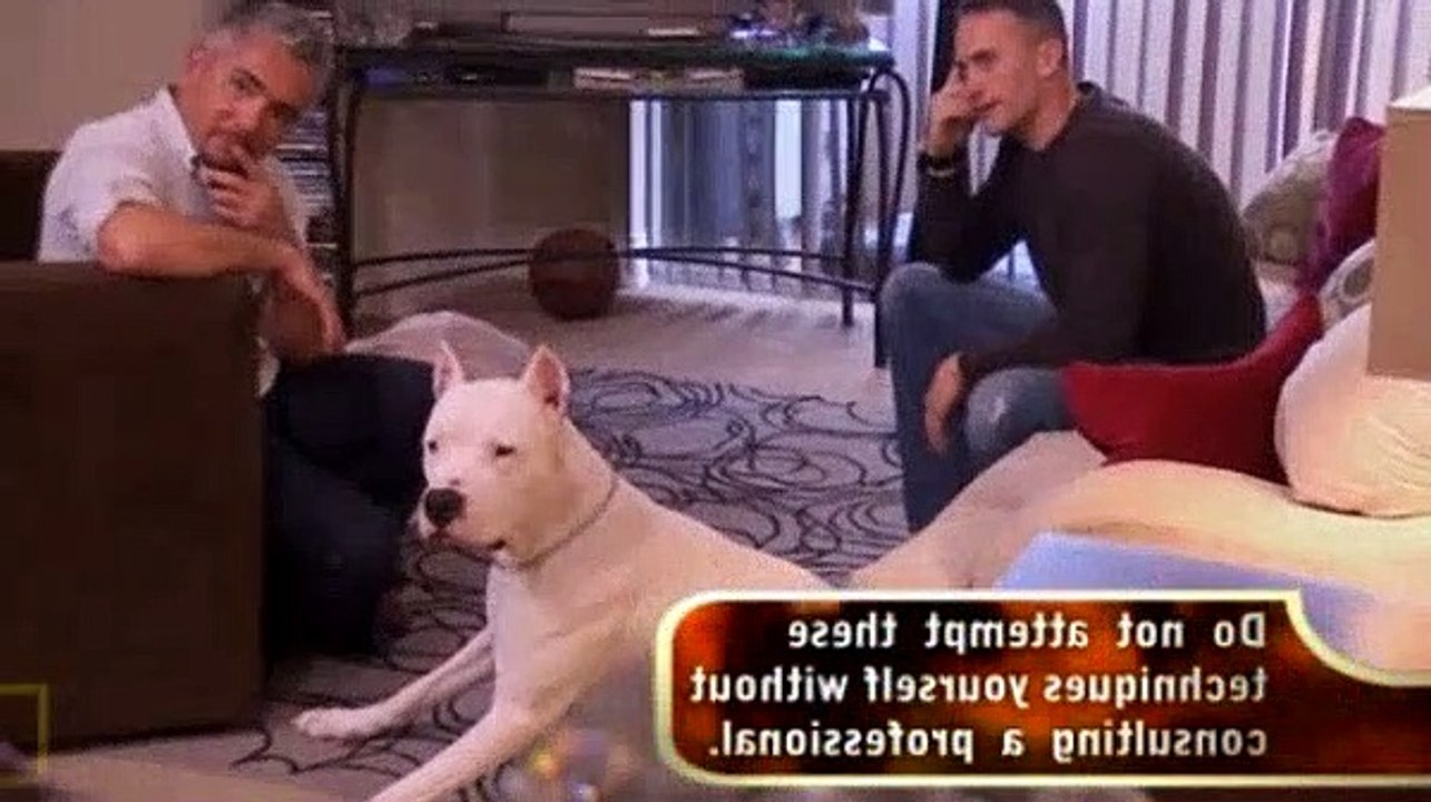 Dog Whisperer S07E12 Diego and Berkeley (Warrior Dog)