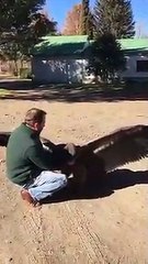 El emocionante abrazo de un cóndor al hombre que le salvó la vida