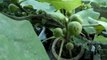 How to grow Fig Tree into a Pot | Anjeer kay podhay ko gamlay maiy grow krain in (Urdu/Hindi) |