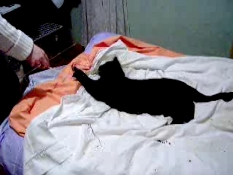 chat noir
