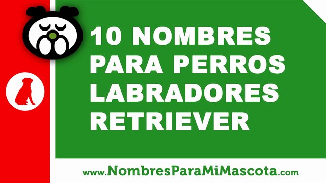 10 nombres para perros labrador retriever - nombres de mascotas - nombresparamimascota.com