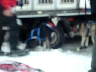 les chiens de la grande odyssée
