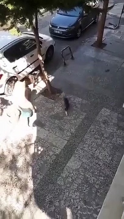 Lovely cat - The cat went on a strange elevator