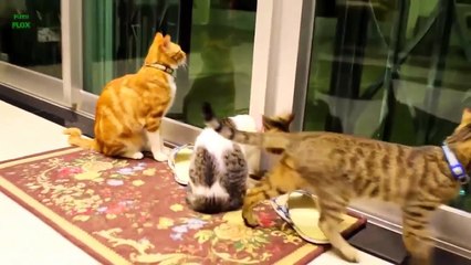 Funny Cats and Kittens Meowing Compilation