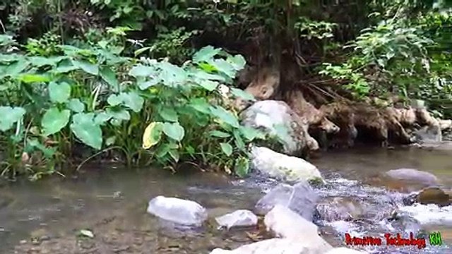 La Technologie Primitive - Manger de délicieuses - Cacth et la cuisson du poisson