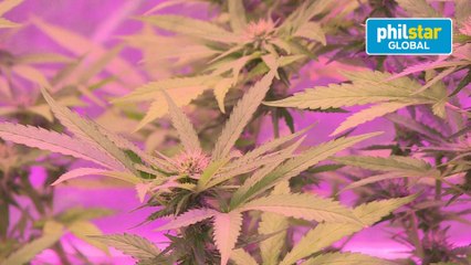 Thailand marijuana festival has visitors on a high