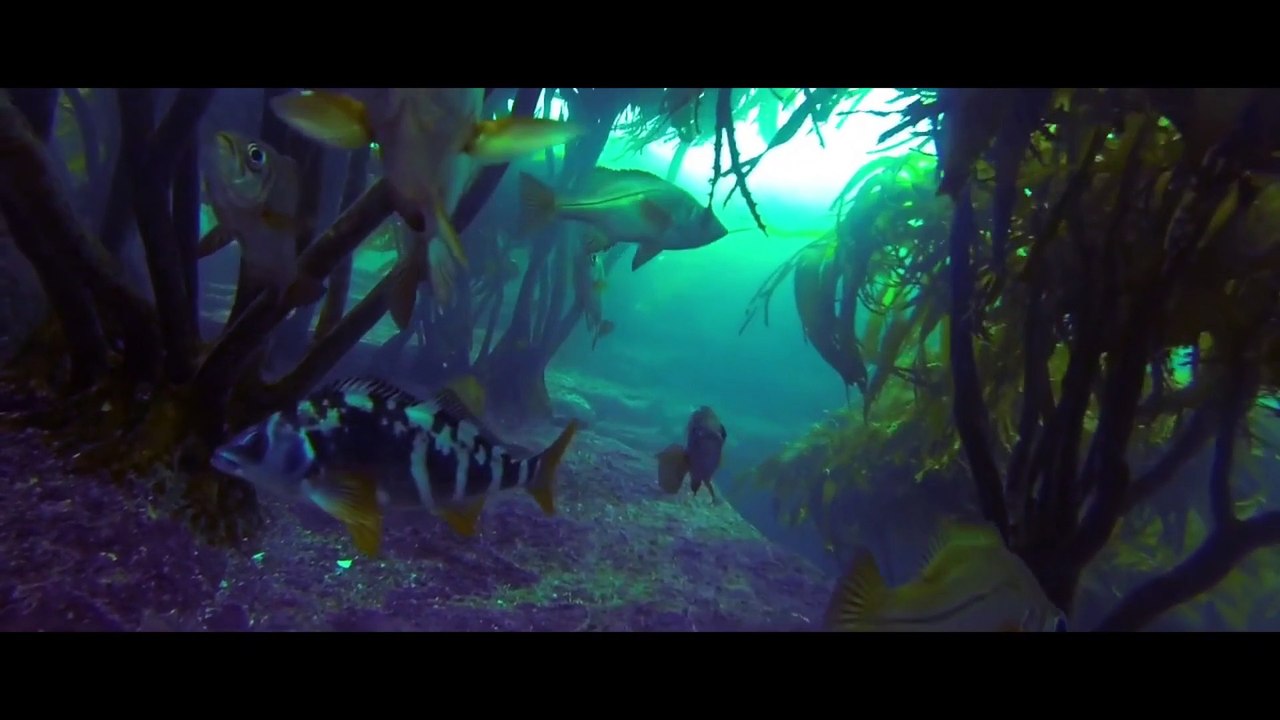 diving