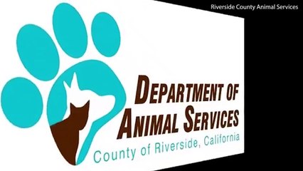 Elle jette des chiots à la poubelle