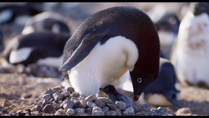 DisneyNature's 'Penguins': Sharing Duties