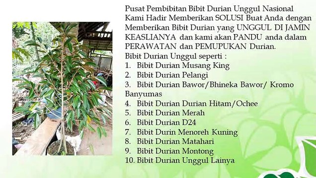 BERKUALITAS .! HP/WA : 0822-2022-8118, Jual Bibit Durian Musang King di Batang, Jual Bibit Durian Bawor di Blora