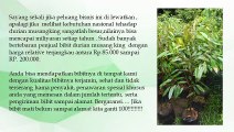 MURAH .! HP/WA : 0822-2022-8118,  Jual Bibit Durian Lahung di Cilacap, Jual Bibit Durian Lai di Demak