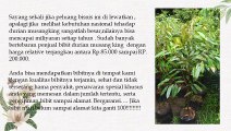 CEPAT BERBUAH .! HP/WA : 0822-2022-8118,  Jual Bibit Durian Lay di Grobogan, Jual Bibit Durian Unggul di Jepara