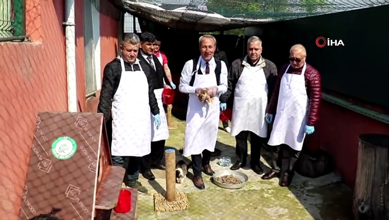 Ciğer festivali öncesi ilk ziyafet kedilerin