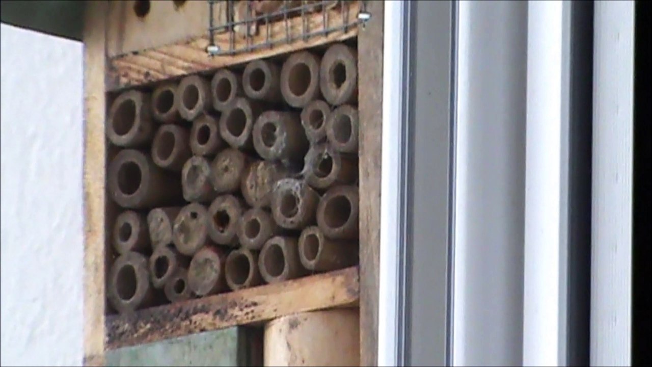 abeilles maconnes