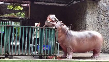野坂美穂　カバに餌やり