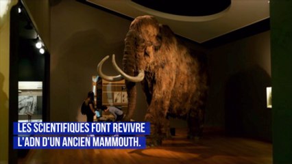 Des scientifiques font revivre l'ADN d'un ancien mammouth