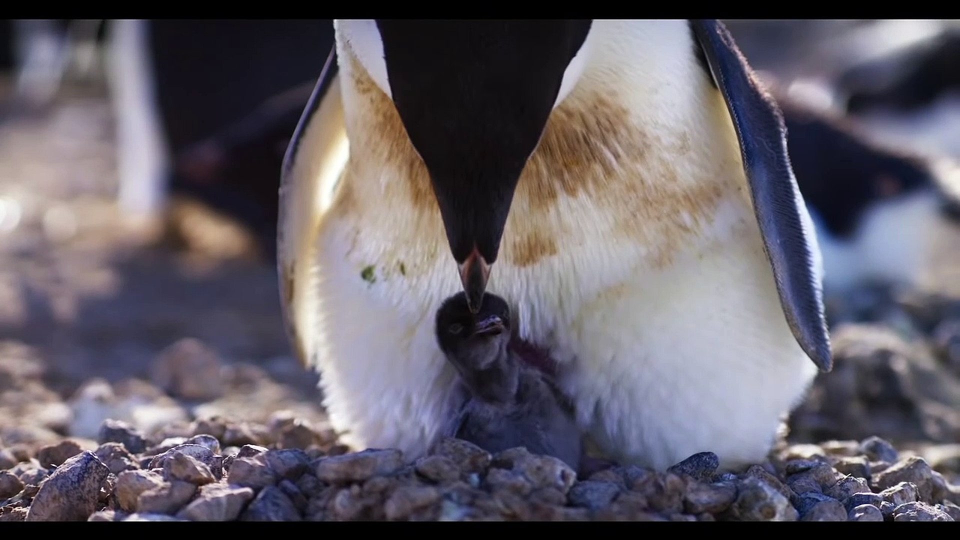 ⁣Penguins Movie Featurette - All About Steve