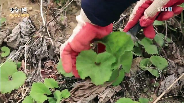 한국기행 - Korea travel_뚜벅뚜벅 섬진강 2부- 지리산 사랑꾼_#002