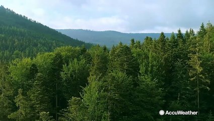 How trees help us with carbon dioxide