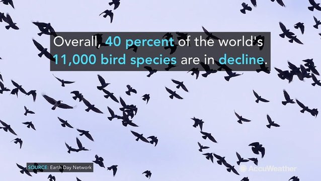 Earth Day: 4 startling facts about the decline in global species