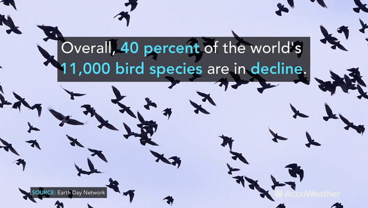 Earth Day: 4 startling facts about the decline in global species