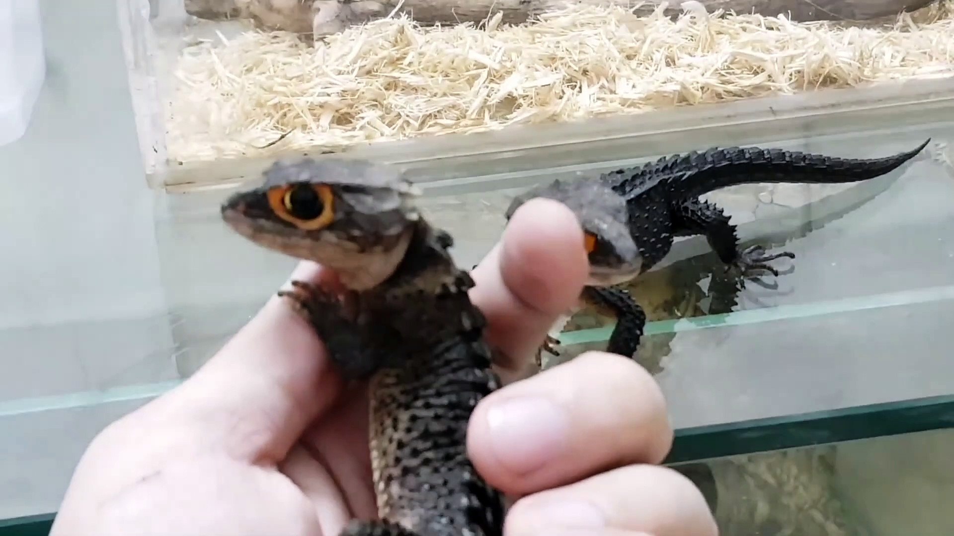 ⁣Lizards Strikingly Similar to Dragons
