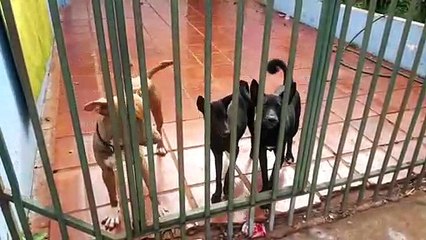 Mulher denuncia caso de abandono de animais