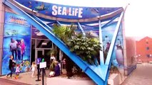 The National Sea Life Centre's Two NEW Arrivals!