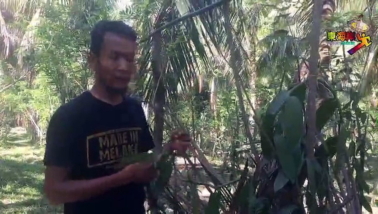 前记者投身香草种植业2