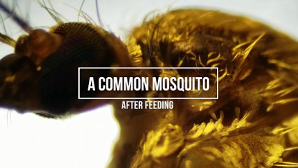 Mosquito after Sucking Blood - Punctured and Bleeding!