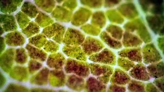 Fall Leaves - VIVID Colors Under the Microscope in HD