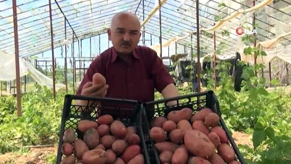 Şeker Hastası Annesi İçin Kırmızı Patates Ekti, İlgi Görünce Üretime Geçti