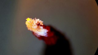 Candle Burning - Fire and Wax Wicking Under the Microscope