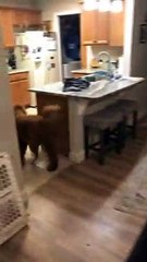 Owner Pranks Dog By Hiding