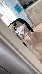 Kitties Choose the Hard Way