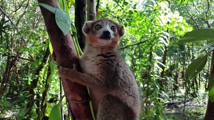 A Madagascar, les lémuriens menacés par le braconnage