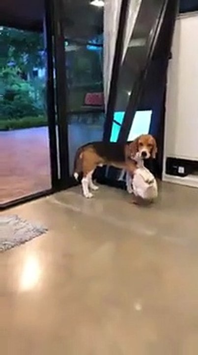 Duck So In Love With A Dog - Dog And Duck Are Inseparable Best Friends