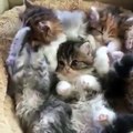 Lovely and Cute Cats - Too Much Cuteness To Handle