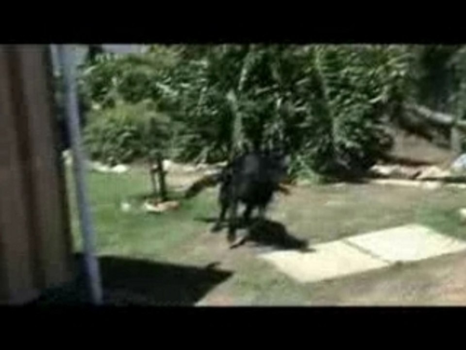 My friend's Black German Sheppard Bitch, running around