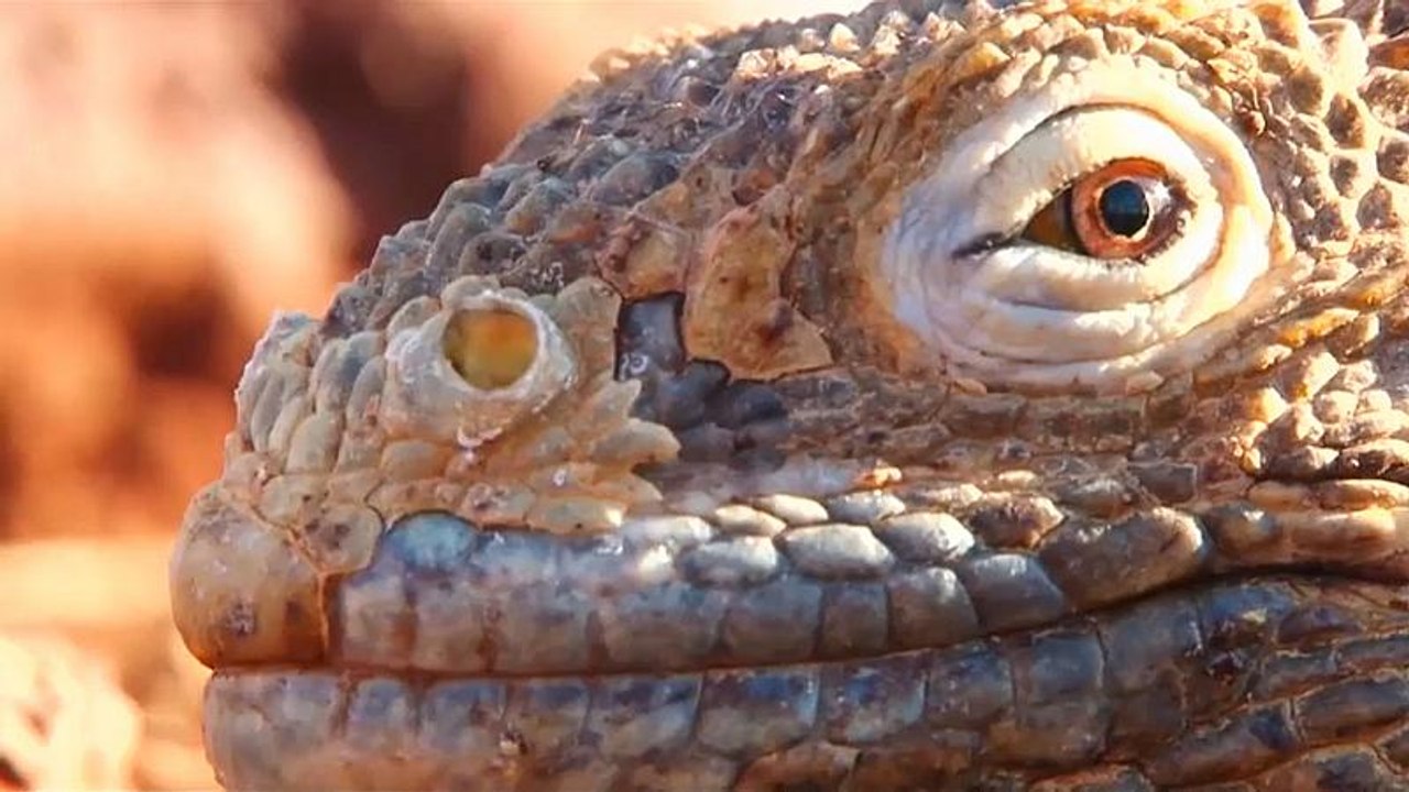 Earth Day: 'Rettet die Arten!'