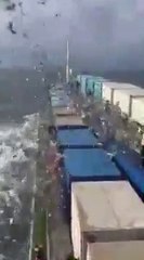 Des douaniers relâchent des milliers d'oiseaux en mer