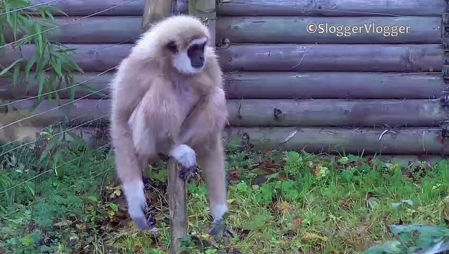 Un singe Gibbon en panique devant un petit rongeur