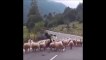 Un troupeau de moutons n'aime pas du tout son berger et le lui fait savoir