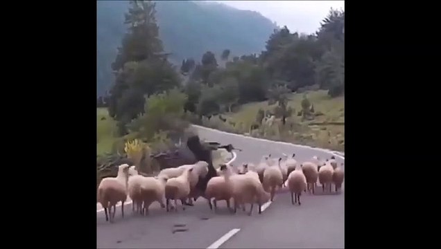 Un troupeau de moutons n'aime pas du tout son berger et le lui fait savoir