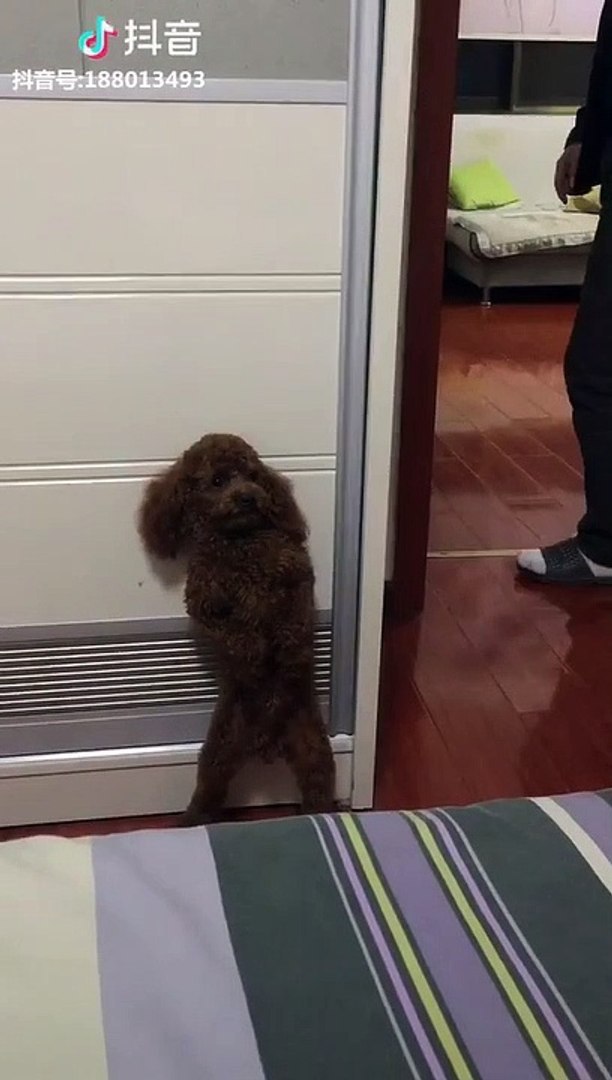 Un Chien Joue à Cache Cache Avec Son Maître