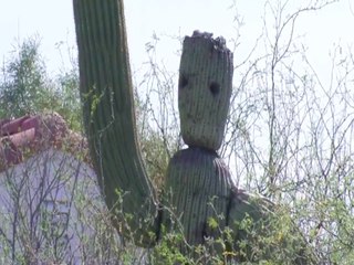REMEMBER THIS? Tucson cactus looks like Avengers Endgame superhero - ABC15 Digital